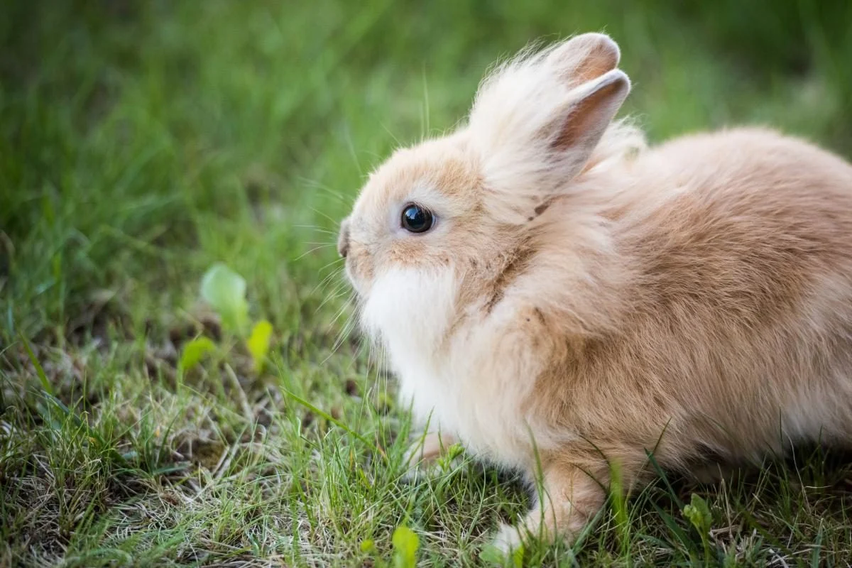 1200 0 1689688405 4558