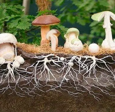 2102259421 W600 H600 Scho Take Mitselij