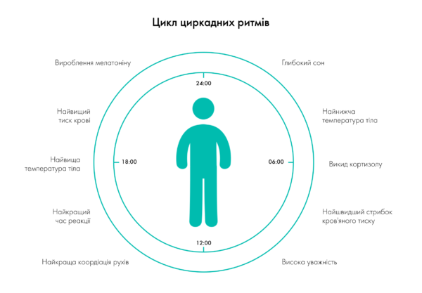 Cikl Cirkadnyh Ritmov Ukr 600x417.png