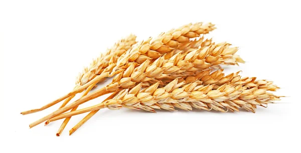 Depositphotos 21304905 Stock Photo Wheat Isolated