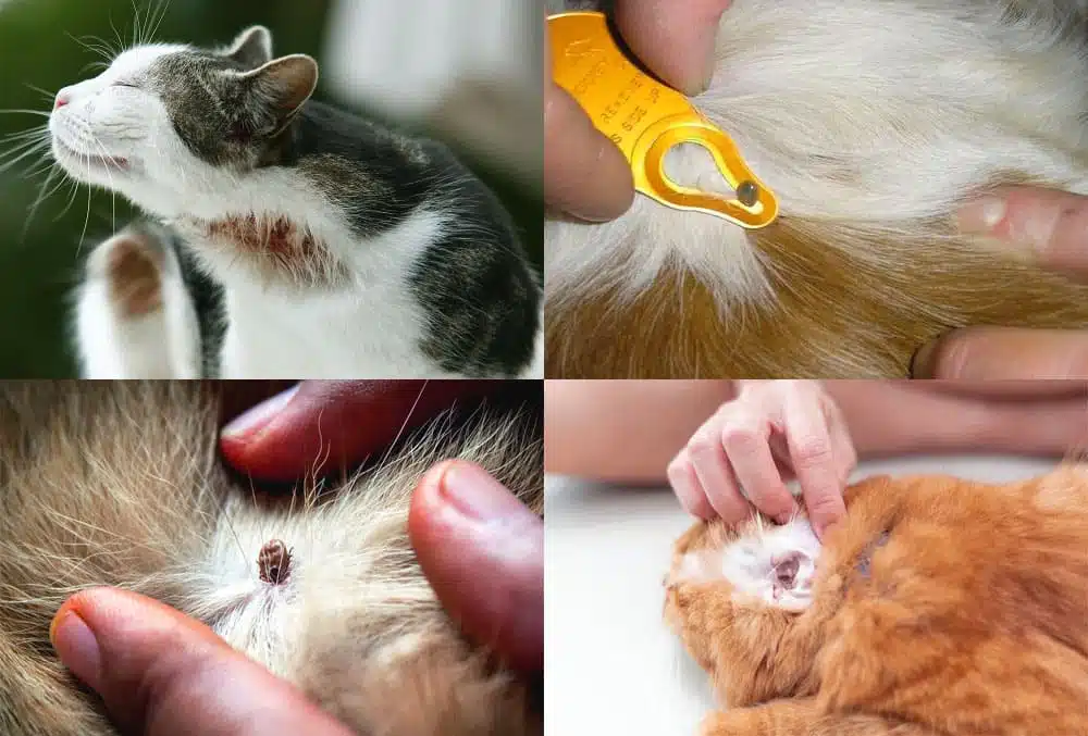 Yak Vydalyty Klishcha U Kota