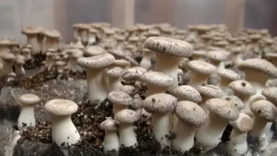 2102276031 2102276031