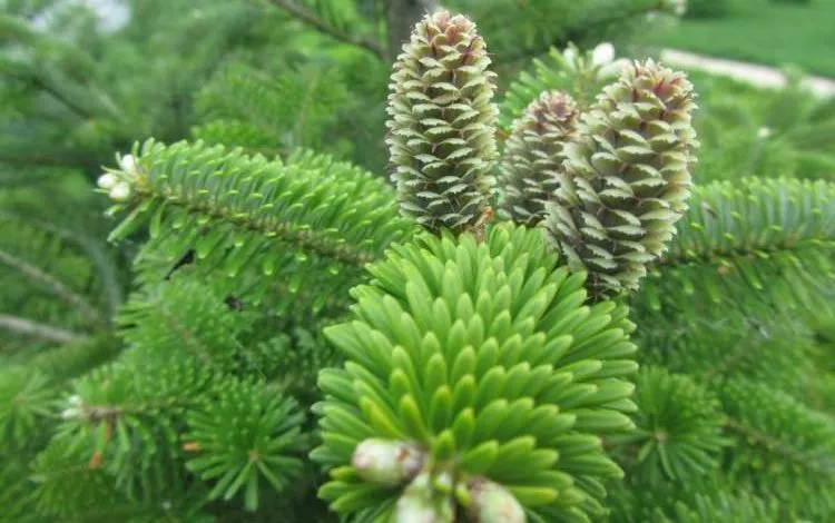 Oznaky Golonasinnyh Roslyn. Vydy Ta Pryklady