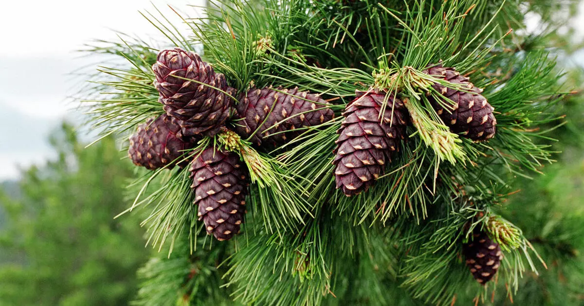 0402ihq0 Cc63 1200x630 1