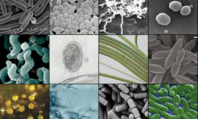 Bacteria Collage