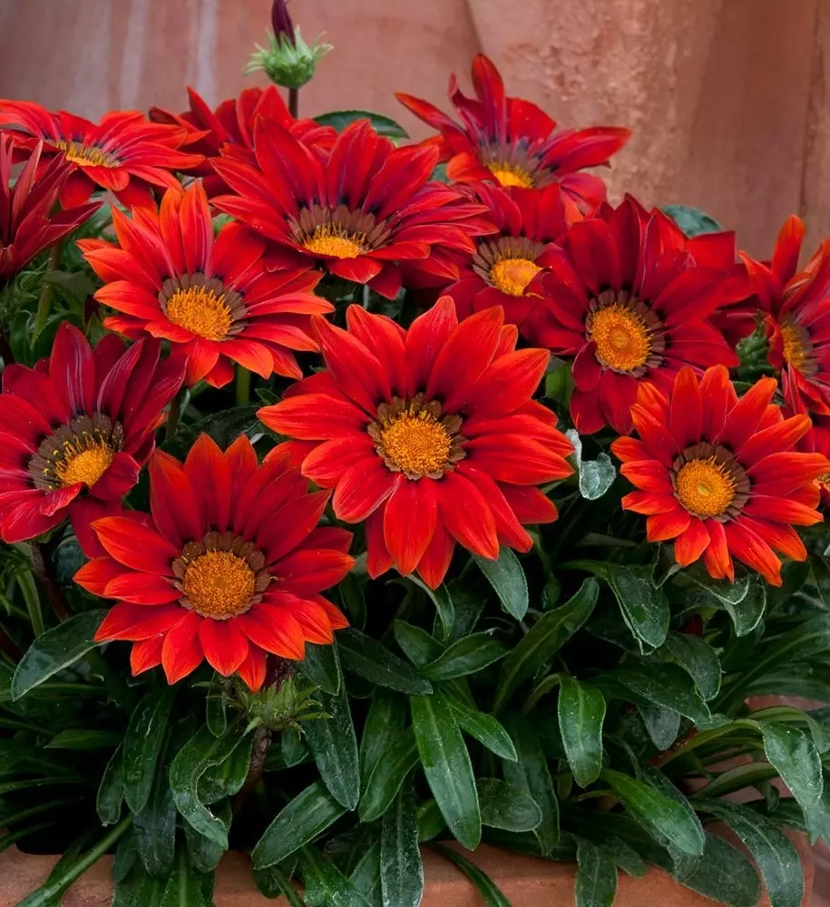 Gazaniya 01 915x1000 1