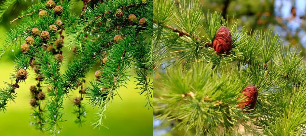 Pryklad Golonasinnyh