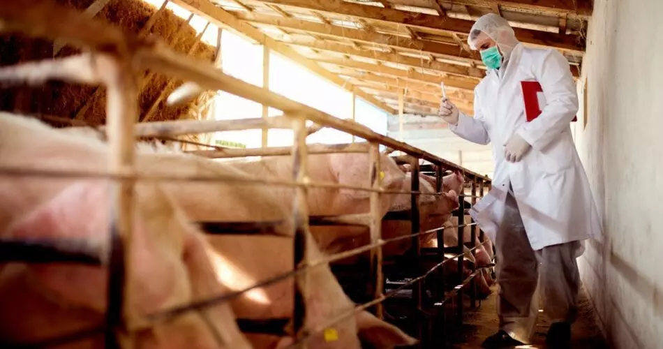 Shtuchne Zaplidnennya Svyni Pervistky