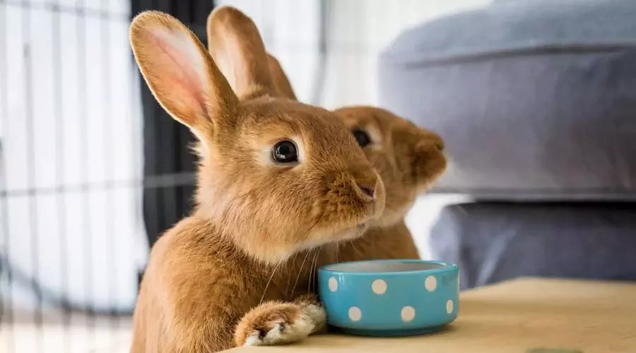 Skilki Zhivut Kroliki 1