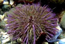 Strongylocentrotus Purpuratus 1