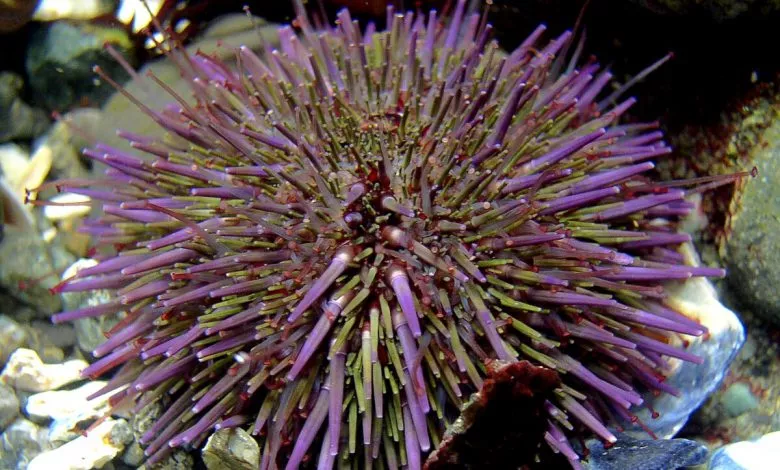 Strongylocentrotus Purpuratus 1