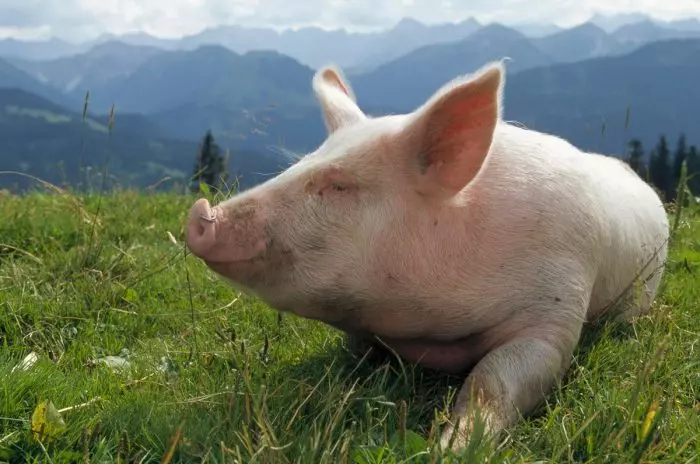 Svinka 700x464 1