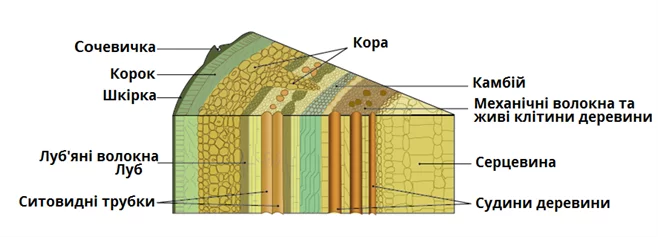 Vnutrishnyabudovaderevaw658