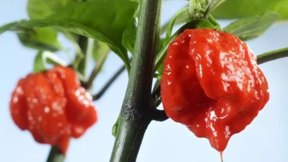 100785833 4a73793b Dd45 4bad 880c A66213f35229