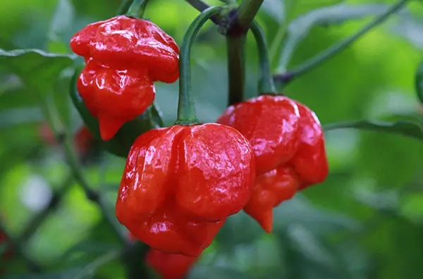 1049 Trinidad Scorpion