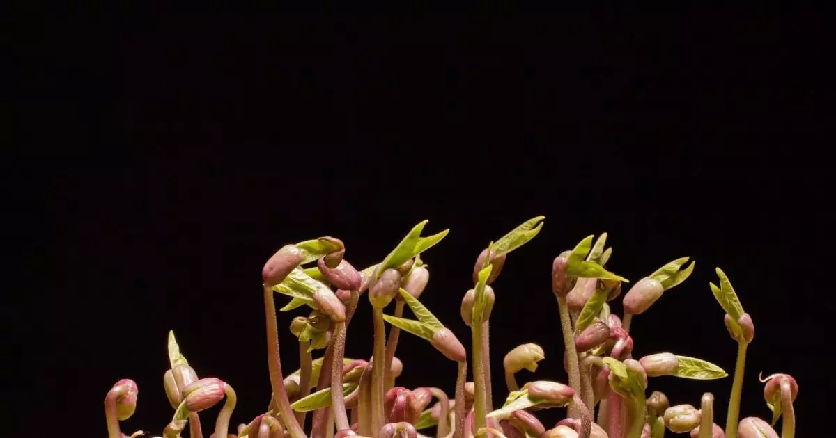 787f3175188ba2434fc10a3c8e4ca4be