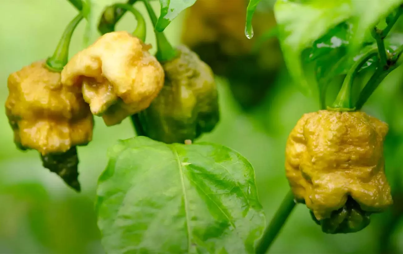 Pepper X Commons Wikimedia Org