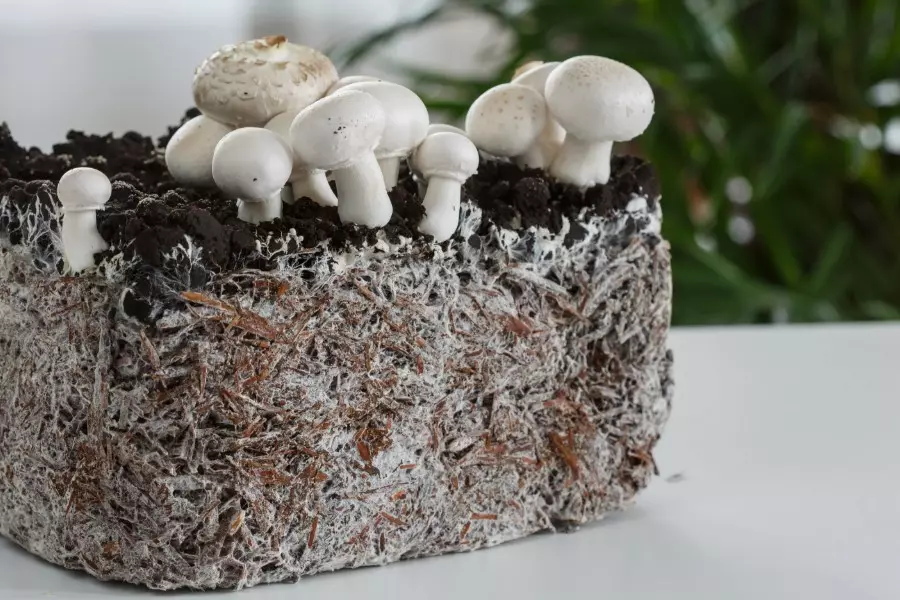 Sho Take Micelii Griba